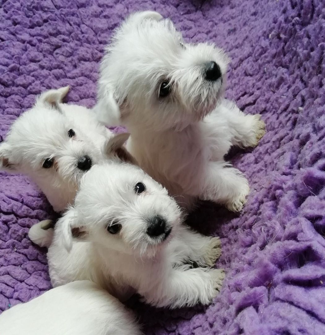 Schöne Westie-Welpen suchen ein Zuhause