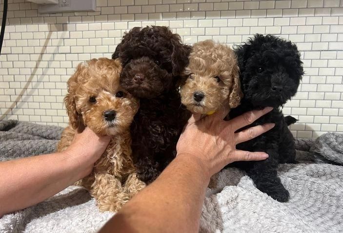 männliche und weibliche Pudelwelpen