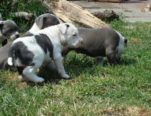 American Blue-Line Pit Bull Terrier Welpen W Mvcxcv