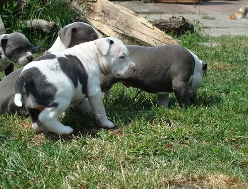 American Blue-Line Pit Bull Terrier Welpen W Mvcxcv