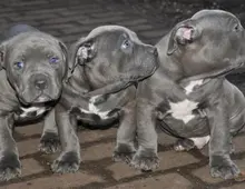 American Blue-Line Pit Bull Terrier Welpen xvxv