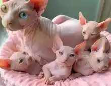 Sphynx-Kätzchen jetzt erhältlich,..