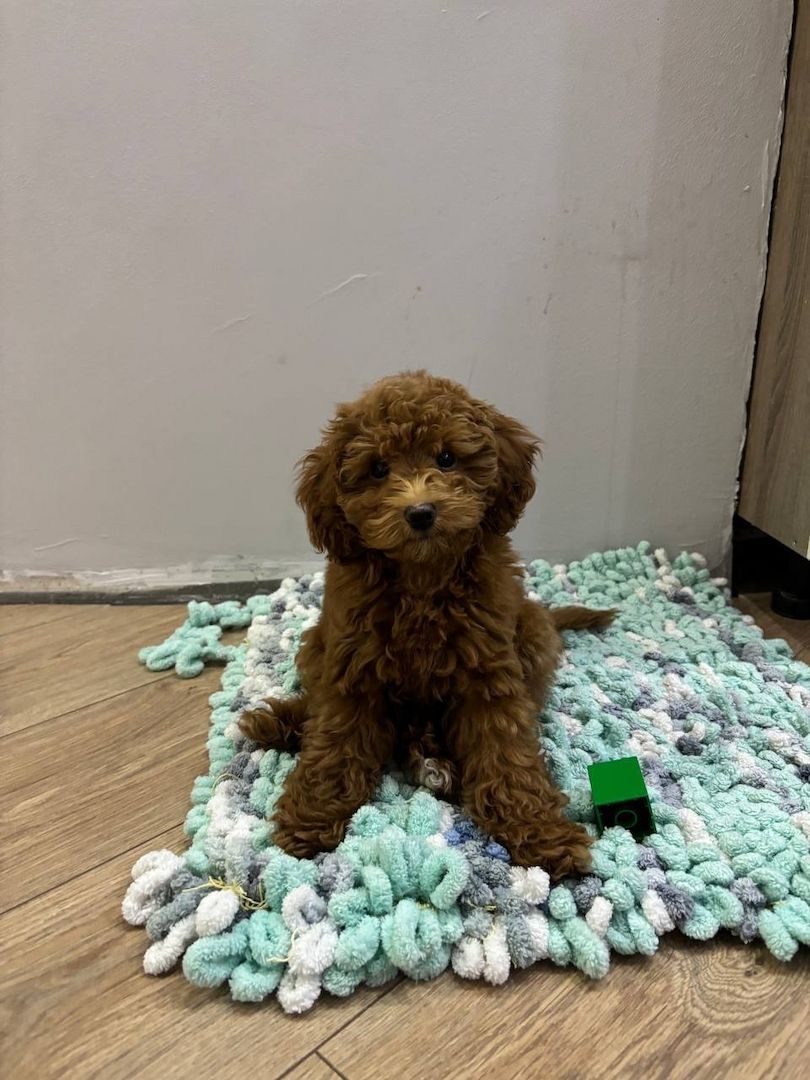 Ein schöner Maltipoo-Welpe