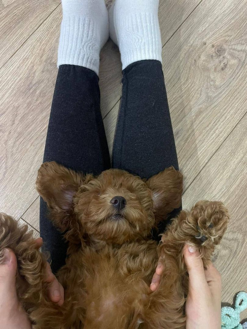 Ein schöner Maltipoo-Welpe