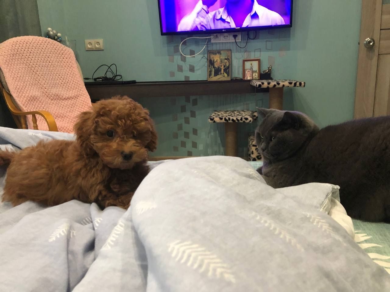 Ein schöner Maltipoo-Welpe