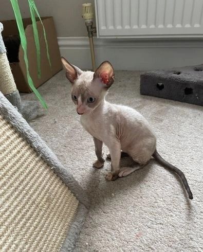 Süße Cornish-Rex-Kätzchen
