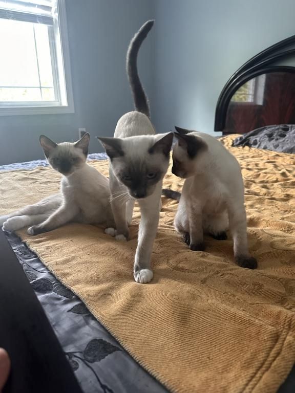 Siamesische Kätzchen zu verkaufen