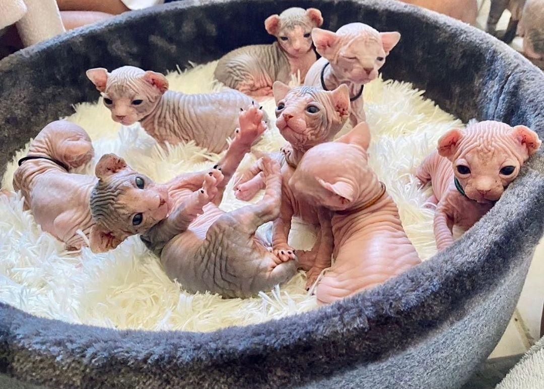 Sphynx-Kätzchen zu verkaufen Sphynx-Kätzchen zu verkaufen