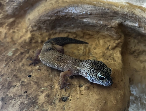 3 schöne und zahme Leopardgeckos