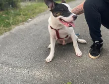 American Bully Schäferhund