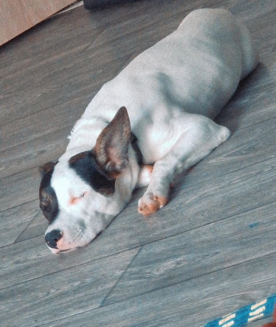 American Bully Schäferhund American Bully Schäferhund