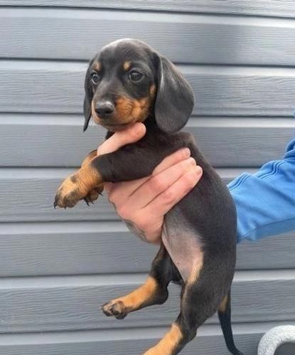 männliche und weibliche Dackelwelpen