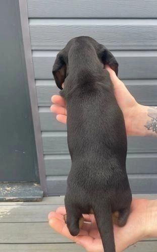 männliche und weibliche Dackelwelpen