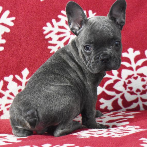 FRANZÖSISCHER BULLDOGGENWELPE ZUR ADOPTION