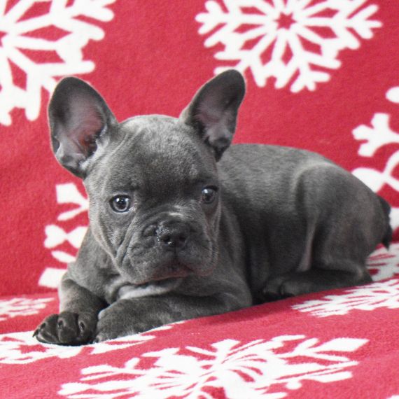 FRANZÖSISCHER BULLDOGGENWELPE ZUR ADOPTION