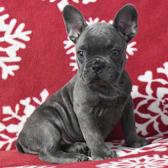 FRANZÖSISCHER BULLDOGGENWELPE ZUR ADOPTION