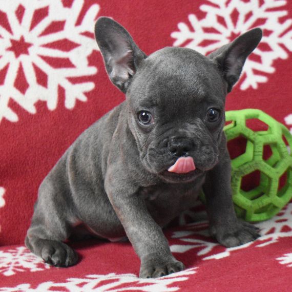 FRANZÖSISCHER BULLDOGGENWELPE ZUR ADOPTION