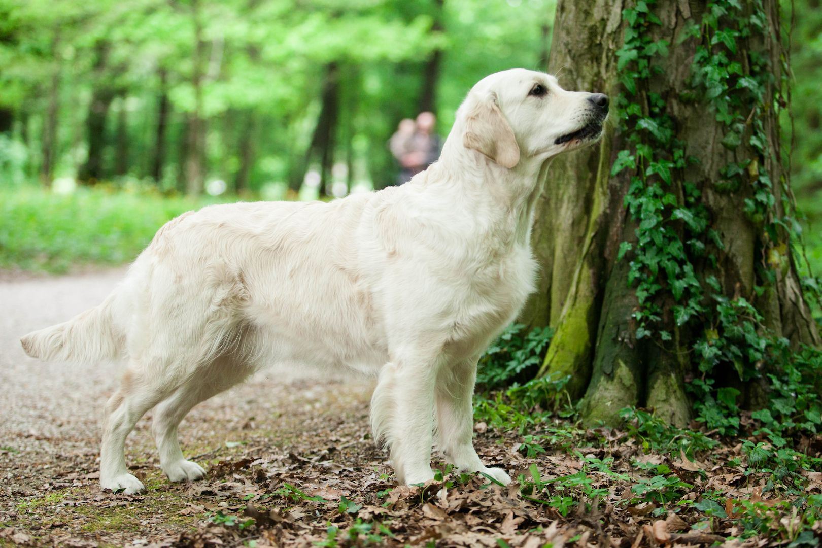 Golden Retriever 10 Monate Golden Retriever 10 Monate