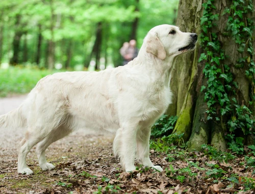 Golden Retriever 10 Monate