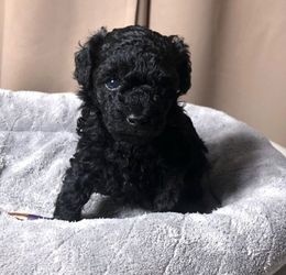 Herausragender English Springer Spaniel verfügbar