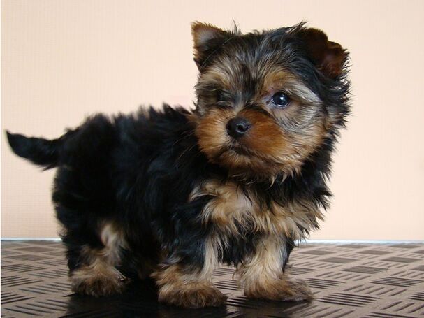 Yorkshire Terrier Welpen verfügbar