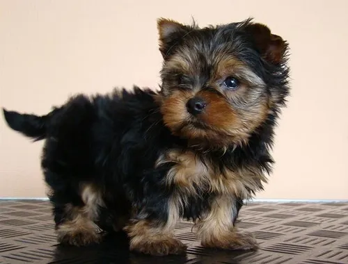 Yorkshire Terrier Welpen verfügbar