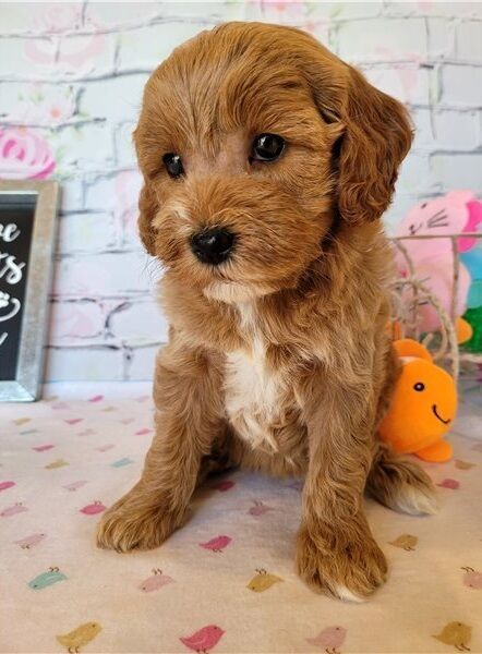 Zu Hause trainierte Mini-Cavapoo-Welpen verfügbar