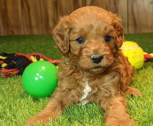 Zu Hause trainierte Mini-Cavapoo-Welpen verfügbar