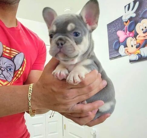 Schöne Französische Bulldoggenwelpen zur Adoption Schöne Französische Bulldoggenwelpen zur Adoption