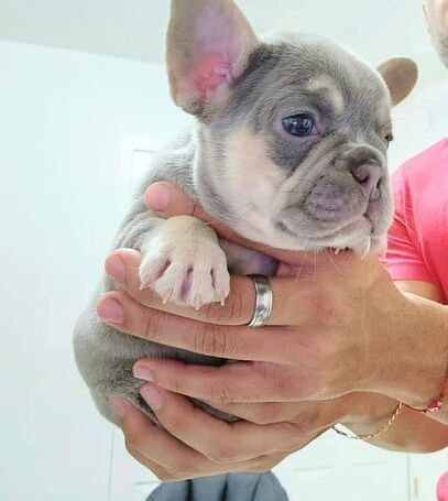 Schöne Französische Bulldoggenwelpen zur Adoption Schöne Französische Bulldoggenwelpen zur Adoption