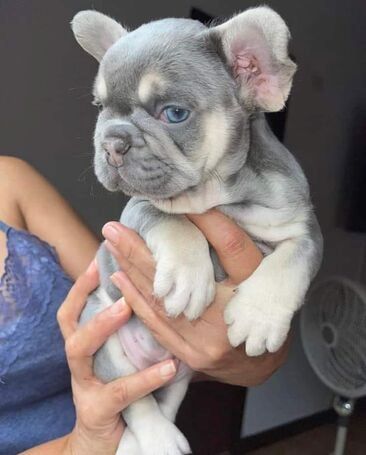 Schöne Französische Bulldoggenwelpen zur Adoption Schöne Französische Bulldoggenwelpen zur Adoption