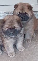 Süße und schöne Chow-Chow-Welpen zur Adoption verfügbar