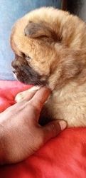 Süße und schöne Chow-Chow-Welpen zur Adoption verfügbar