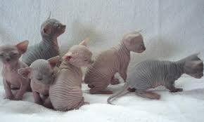 SPHYNX-KÄTZCHEN ZUR NEUEN VERMITTLUNG SPHYNX-KÄTZCHEN ZUR NEUEN VERMITTLUNG