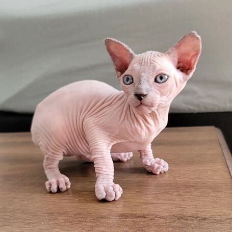 SPHYNX-KÄTZCHEN ZUR NEUEN VERMITTLUNG SPHYNX-KÄTZCHEN ZUR NEUEN VERMITTLUNG