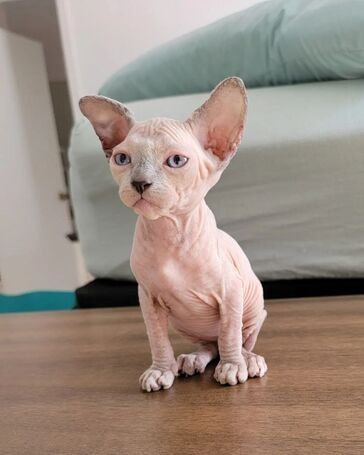 SPHYNX-KÄTZCHEN ZUR NEUEN VERMITTLUNG SPHYNX-KÄTZCHEN ZUR NEUEN VERMITTLUNG