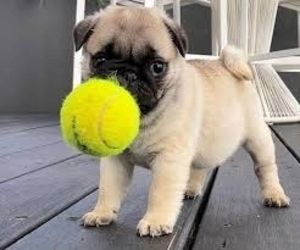 #Mops welpen suchen neues Zuhause