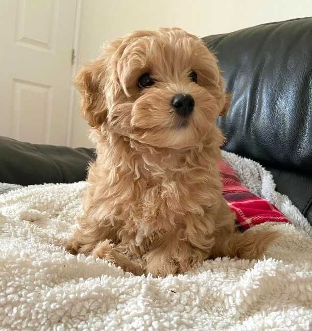 Maltipoo-Welpen zum Verkauf und zur Adoption bereit