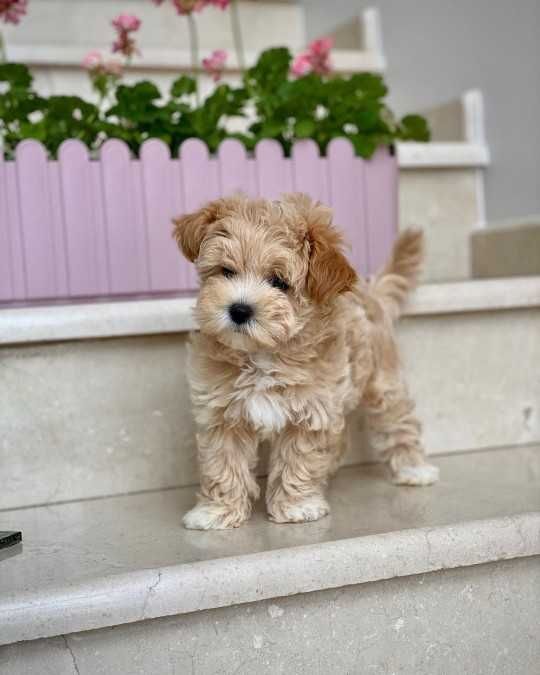Maltipoo-Welpen zum Verkauf und zur Adoption bereit