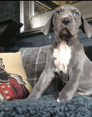 Zwei entzückende 10 Wochen alte Deutsche Doggenwelpen Zwei entzückende 10 Wochen alte Deutsche Doggenwelpen