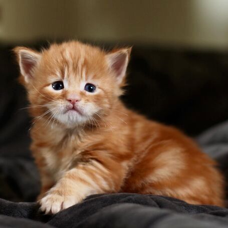 Entzückendes Maine Coon Kätzchen 2 verfügbar und abholbereit.