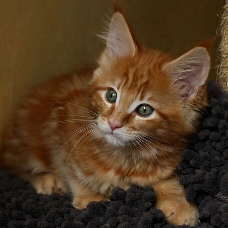 Entzückendes Maine Coon Kätzchen 2 verfügbar und abholbereit.