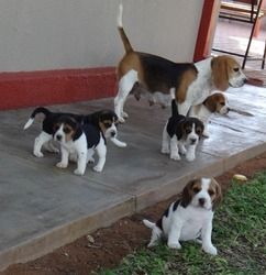 Entzückende dreifarbige Beagle-Welpen zur Neuvermittlung