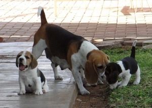 Entzückende dreifarbige Beagle-Welpen zur Neuvermittlung