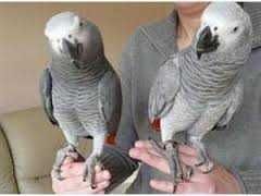 Von Hand aufgezogenes und sprechendes Paar Graupapageien Von Hand aufgezogenes und sprechendes Paar Graupapageien