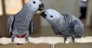 Von Hand aufgezogenes und sprechendes Paar Graupapageien Von Hand aufgezogenes und sprechendes Paar Graupapageien