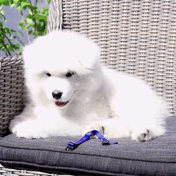 Samojedenwelpen bereit für ein liebevolles Zuhause