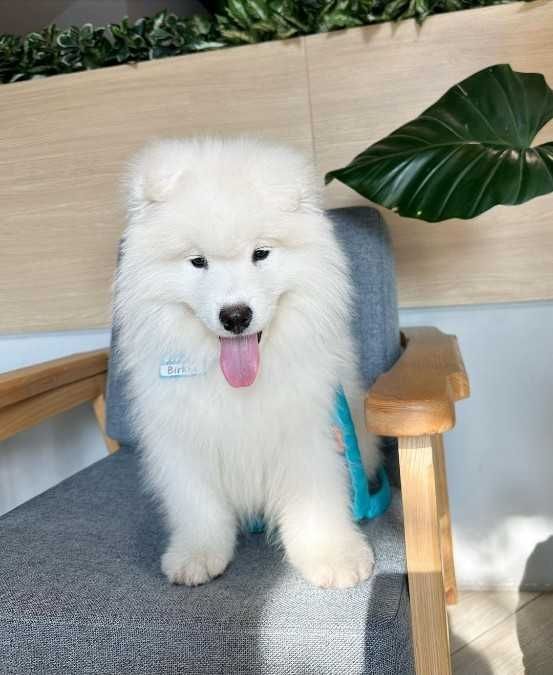 Samojedenwelpen bereit für ein liebevolles Zuhause