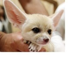 Süße junge Fenneks (9 Wochen alt) bereit