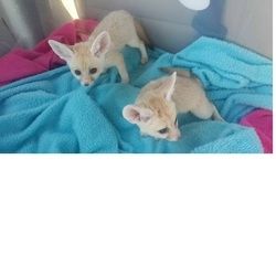 Süße junge Fenneks (9 Wochen alt) bereit